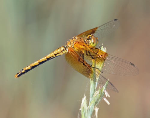 Female
2011_07_08_CO